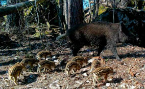 В Приозерском районе кабаниха родила восьмерых поросят