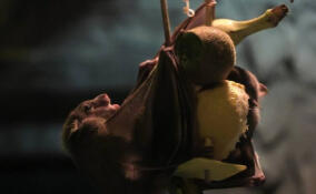 В Ленинградском зоопарке рассказали о фруктовом рационе нильских крыланов