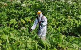 Стало известно, какие населённые пункты Ленобласти включили в программу уничтожения борщевика