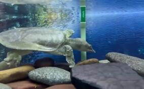 Ленинградский зоопарк отмечает Международный день черепах