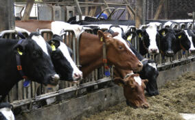 В Выборгском районе прошел конкурс операторов машинного доения