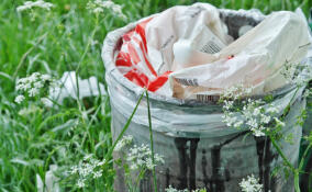 Жителям Ленобласти напомнили о штрафах за неправильное сжигание мусора