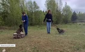 Благотворительный фонд «Шалаш» провел хаски-фестиваль во Всеволожском районе