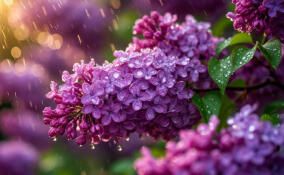 В Ленобласти 28 мая пройдут кратковременные дожди и потеплеет до +24