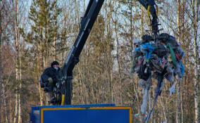 В Ленобласти дорожные камеры помогут ловить «мусорных» нарушителей