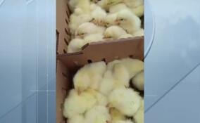 Импортные птички будут расти и размножаться в Ленобласти