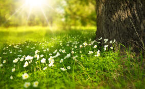 Синоптики рассказали о погоде в Ленобласти 1 июня