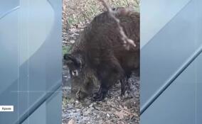 Кабаны всё чаще выходят к жилым домам и на проезжие части Ленобласти и Петербурга