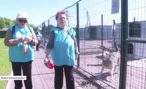 Волонтеры «серебряного» возраста посетили всеволожский приют для животных «Вера. Надежда. Любовь»