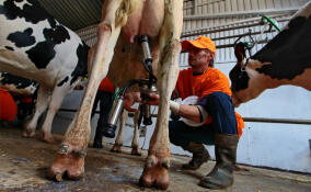 Производительность труда доярок в Ленобласти выросла в 35 раз