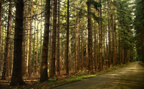 С начала года Россия заработала на лесах Ленобласти более миллиарда рублей