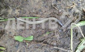 Прокуратура инициировала проверку из-за гибели рыбы в реках Войтоловка и Мга