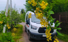 Супруги из Ленобласти отравились нарциссами, приняв их за дикий лук