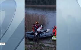 Полицейские задержали браконьера, подстрелившего лебедей на озере под Гатчиной