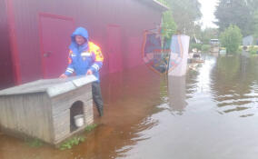 В Волосовском районе спасатели уберегли от подтопления собачью будку