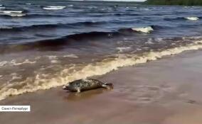 Еще три самки серого тюленя вернулись в Финский залив