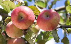 В пяти районах Ленобласти остаются подтопленными садоводства