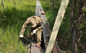 В Ленобласти обновят экотропу в заказнике «Раковые озера»