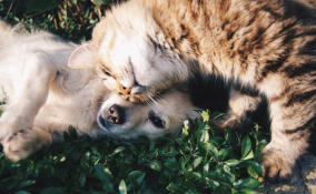 В летних лагерях Ленобласти детям расскажут о профессии ветеринара