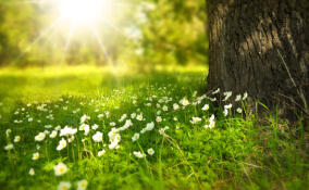 До +27 градусов ожидается в Ленобласти в воскресенье