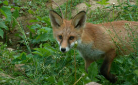 На окраине Петербурга заметили маленьких лисят