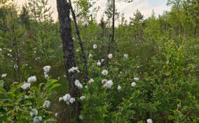 На болотах Ленобласти разбросали кусочки ваты