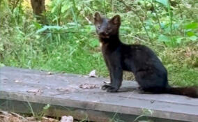В заказник «Гладышевский» заметили детеныша соболя