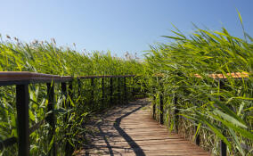 До +21 градуса ожидается в Ленобласти 23 июня