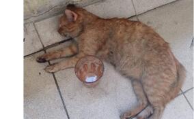 Пожарные спасли рыжего кота в Кудрово