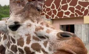 Ленинградский зоопарк показал грациозного жирафа Соню