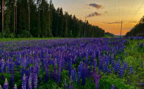 Александр Дрозденко поделился кадрами с цветочной «рекой» в городском парке в Подпорожье