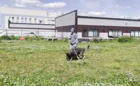 Кинологи Петербурга и Ленобласти празднуют 116 лет со дня основания службы