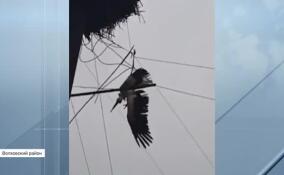 В Ленобласти спасли семью аистов