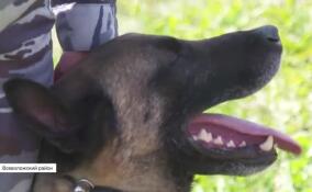 Кинологи провели показательное задержание преступника