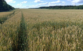 Ленобласть вошла в десятку лучших регионов по вовлечению сельхозземель в хозяйственный оборот