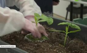 Четыре овощевода Ленобласти боролись за звание лучшего в профессии