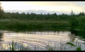 В Юнтоловском заказнике запечатлели неспящего лося