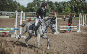 1 июля завершается регистрация заявок на участие в «Кубке губернатора Ленинградской области» по конкуру