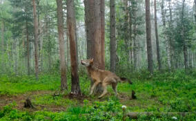 Метящего территорию волка-одиночку запечатлели во Всеволожском районе