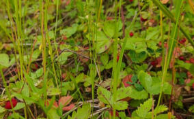 В лесах Ленобласти поспела душистая земляника