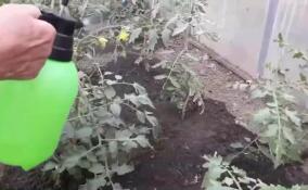 Неправильная обработка дачных участков химикатами может грозить штрафами