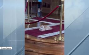 В Староладожском Никольском мужском монастыре живет интернет-звезда — кот Урсик