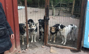 В Петербурге осужденные помогли приюту для животных