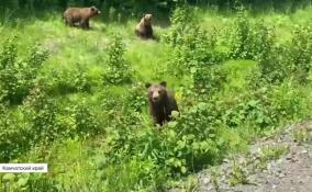 На Камчатке заметили необычную «банду» медвежат-попрошаек