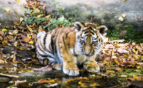 Росприроднадзор проверил условия содержания животных в «Доме тигра» в Ленобласти