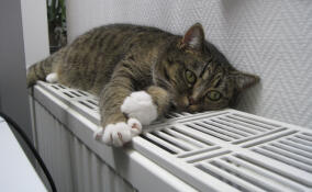 В Ленобласти в этом году обновят более 240 км теплосетей