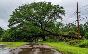 Ураган в Ленобласти оставил без света 17 тысяч человек