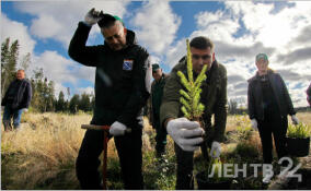 4,5 тыс. гектаров леса высадили в Ленобласти с начала года
