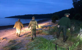 Ветслужба усилила контроль за дикой фауной в Ленобласти