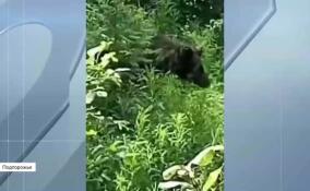 В Подпорожье начнут отстреливать медведей